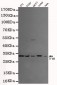 TFIIB Antibody